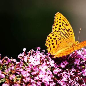 Meet your Posher, Helen